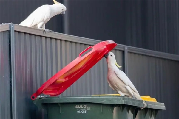 澳洲鹦鹉会开饮水器排队喝水 排队10分钟也不走