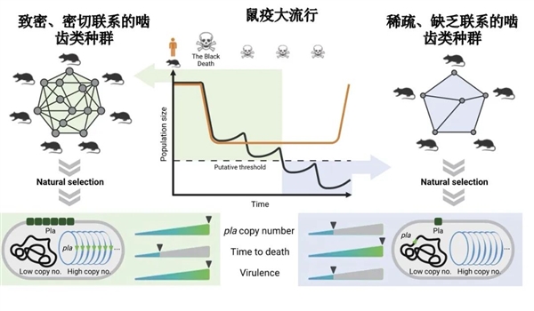 肆虐1500多年 曾杀死一半欧洲人！它靠改变一个基因 操纵人类命运