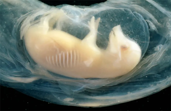 中国科学家成功培育出人猪嵌合心脏:胚胎存活了21天