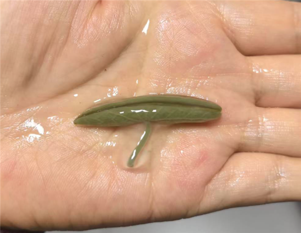 这种长在水里的菜:能鲜掉你的舌头!