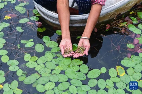 这种长在水里的菜:能鲜掉你的舌头!