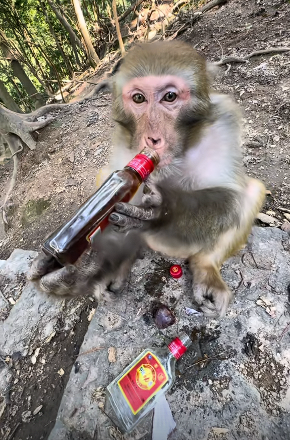 大爷喂野生猴子喝白酒 还夸其海量！景区回应
