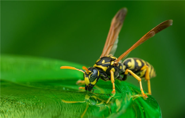 8旬老人捅马蜂窝被蛰100多针：因过敏性休克不幸去世
