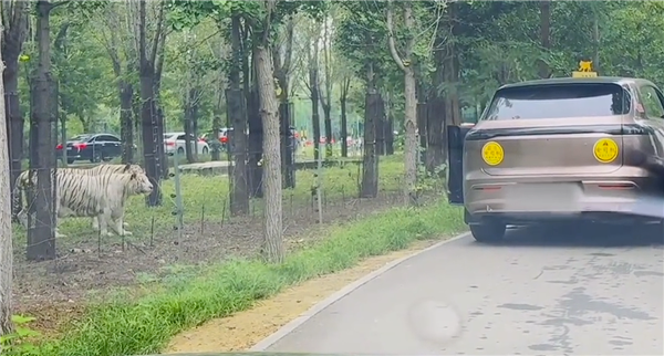 野生动物园里两车剐蹭多人下车争论：两只白虎一旁强势围观