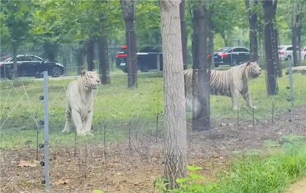 野生动物园里两车剐蹭多人下车争论：两只白虎一旁强势围观