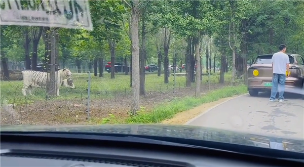 野生动物园里两车剐蹭多人下车争论：两只白虎一旁强势围观