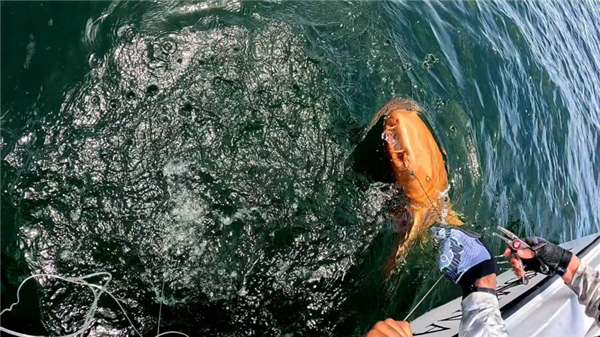 渔民钓到罕见“锦鲨”!亮橙色皮肤白色眼睛 全球首例
