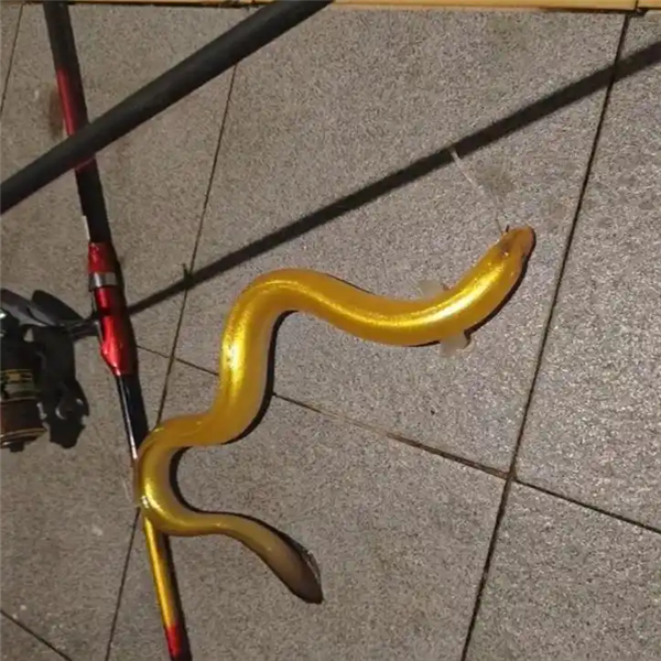 渔民钓到罕见“锦鲨”!亮橙色皮肤白色眼睛 全球首例