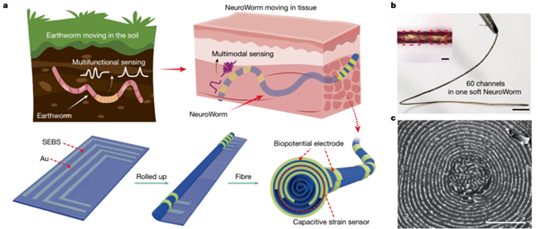 细如发丝!我国成功研制新一代脑机接口功能电极:受蚯蚓启发 能在脑子里“爬”