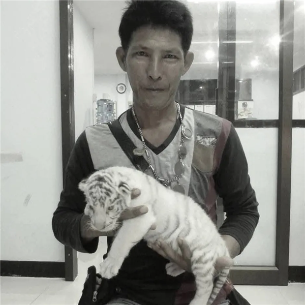 随意下车还背对着狮子 泰国一饲养员被狮群袭击致死:游客目睹