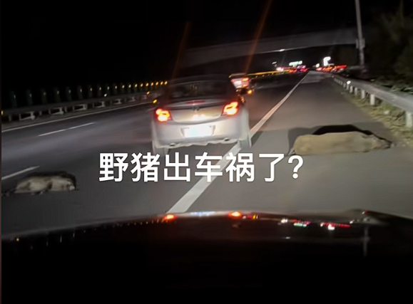 男子时速105公里撞上横穿高速野猪群：一下子灭掉5头