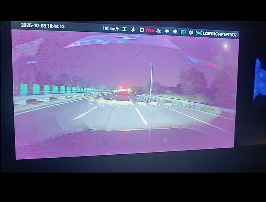 男子时速105公里撞上横穿高速野猪群：一下子灭掉5头