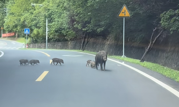 男子时速105公里撞上横穿高速野猪群：一下子灭掉5头