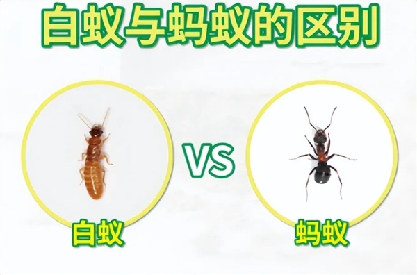 这类奇怪的大虾 有着白蚁、蚂蚁一样的社会结构 水中唯一