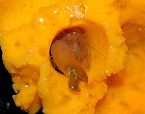 这类奇怪的大虾 有着白蚁、蚂蚁一样的社会结构 水中唯一