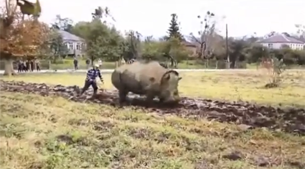犀牛这么强壮 为何人类没驯服它们来耕地