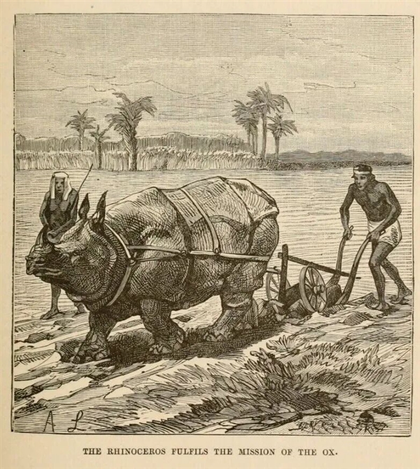 犀牛这么强壮 为何人类没驯服它们来耕地