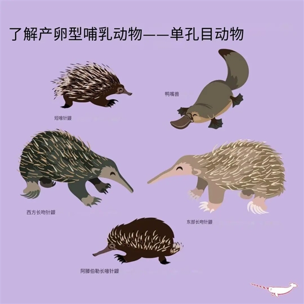 这种身披棘刺的动物适应了森林火灾 被火烧成平头也不逃跑