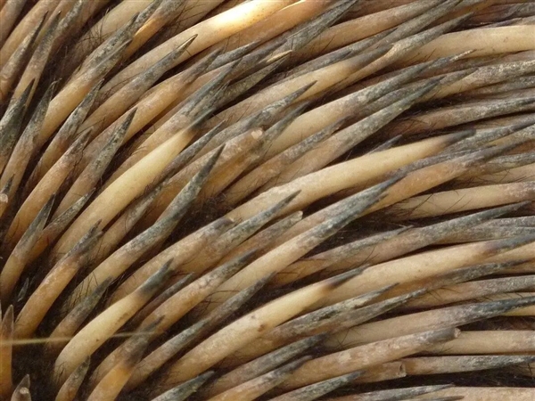 这种身披棘刺的动物适应了森林火灾 被火烧成平头也不逃跑